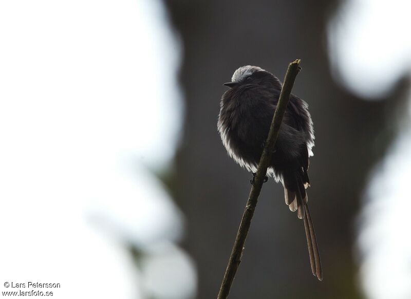 Long-tailed Tyrant