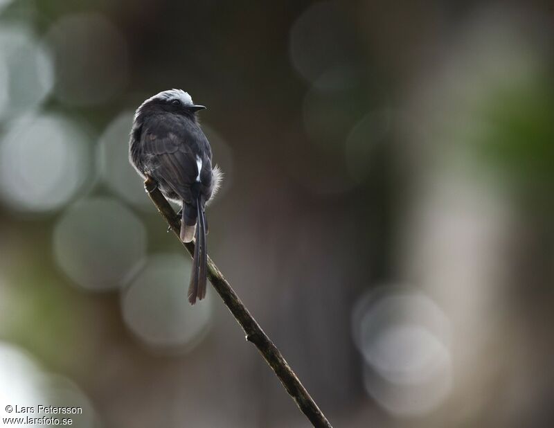 Long-tailed Tyrant