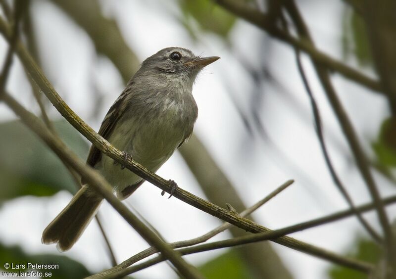 Grey-breasted Flycatcher