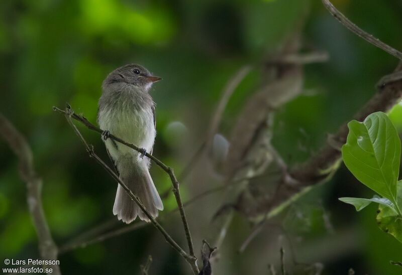 Grey-breasted Flycatcher