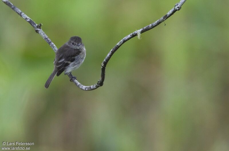 Olive-chested Flycatcher