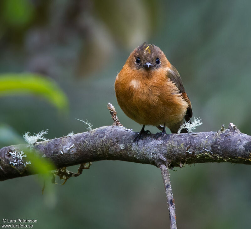 Cinnamon Flycatcher