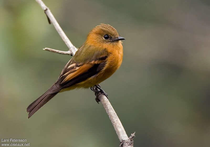 Cinnamon Flycatcheradult, identification