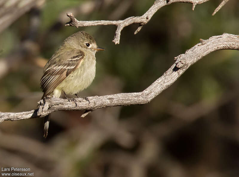 Hammond's Flycatcher