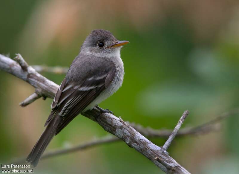 Tumbes Peweeadult, identification