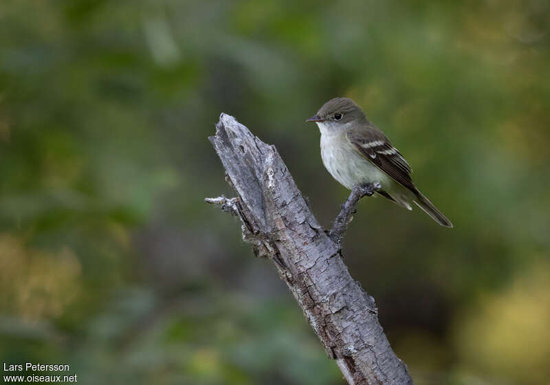 Alder Flycatcheradult, habitat, pigmentation