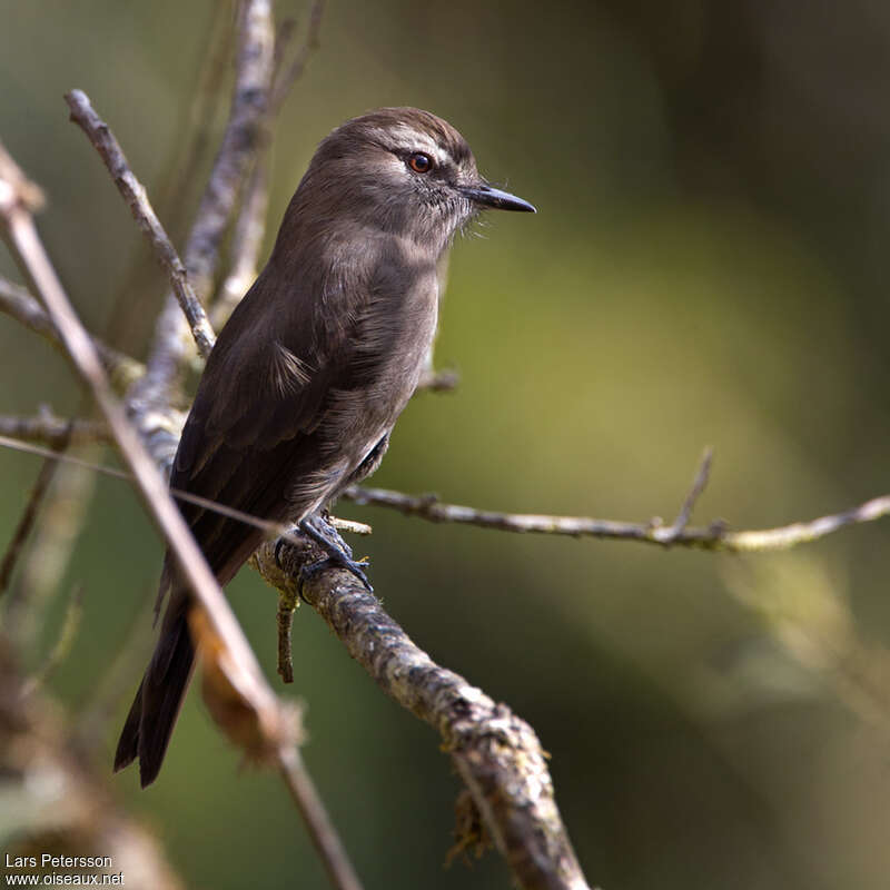 Smoky Bush Tyrantadult, identification