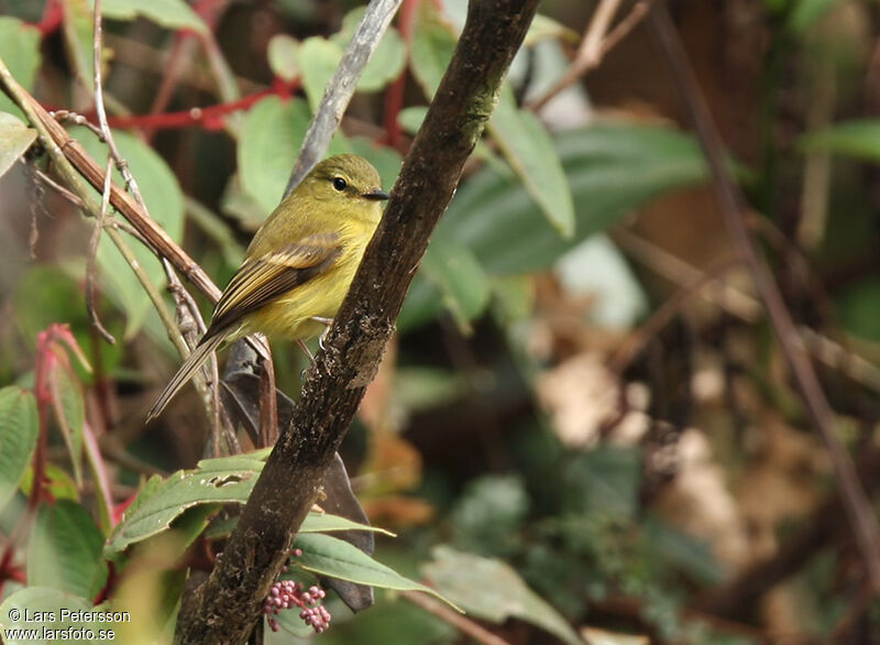 Flavescent Flycatcher