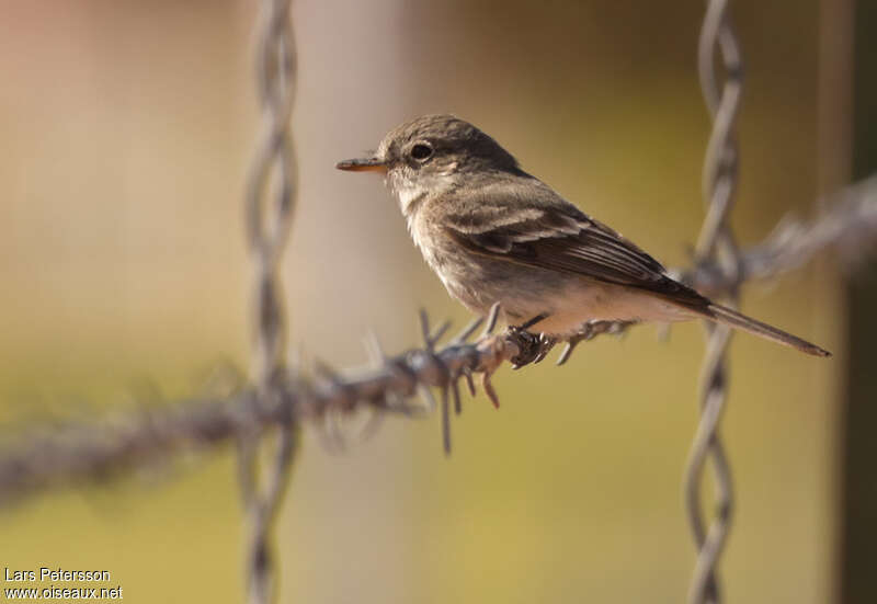 American Grey Flycatcher, identification