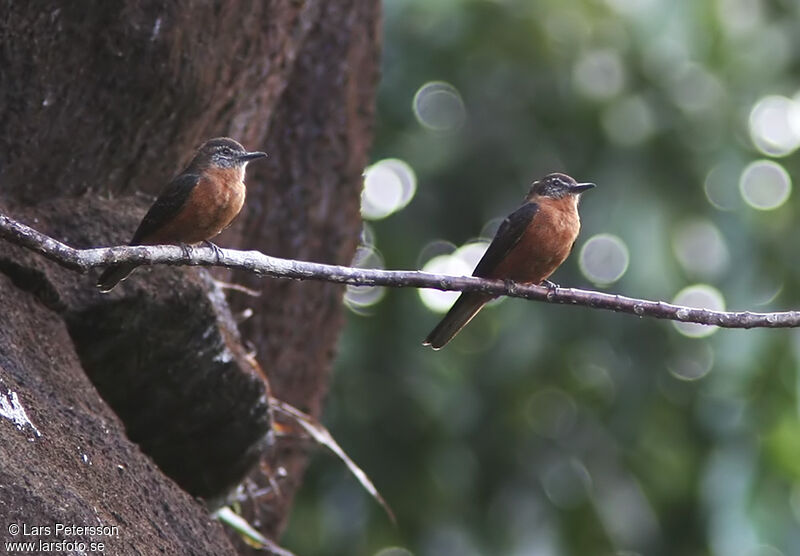 Cliff Flycatcher