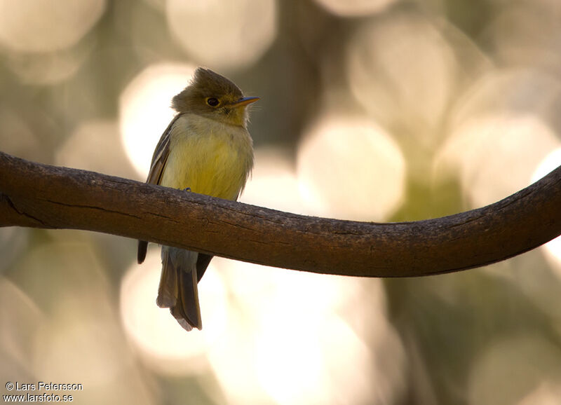 Western Flycatcheradult