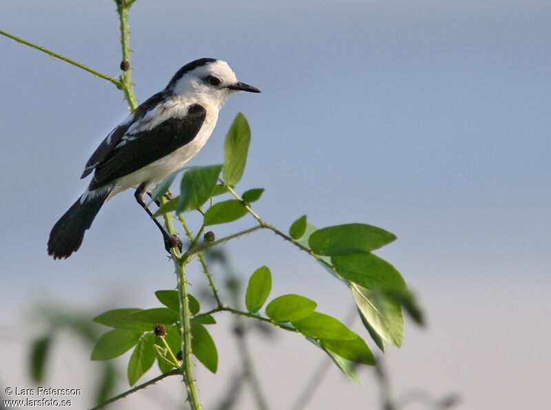 Pied Water Tyrant