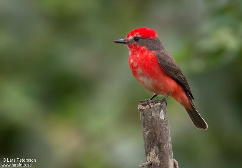 Vermilion Flycatcher