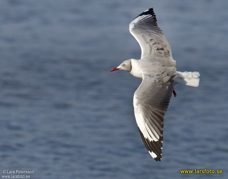 Mouette à tête grise