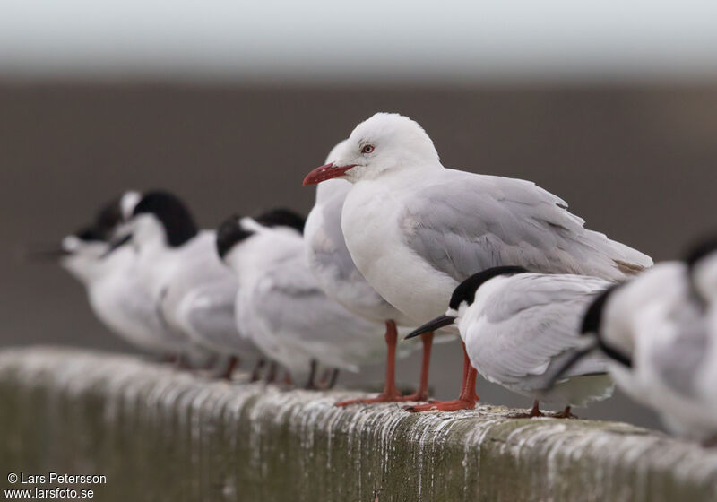 Silver Gull