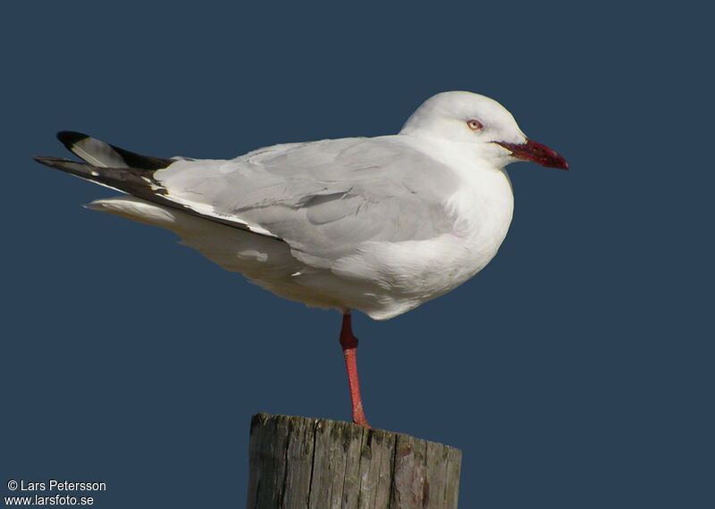 Mouette argentée