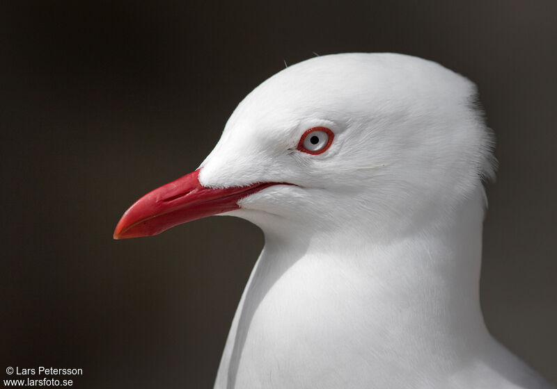 Mouette argentée