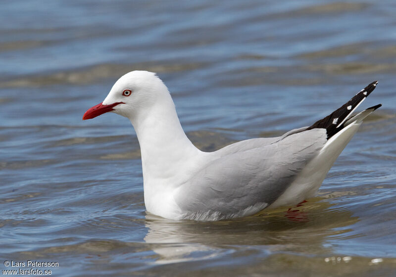 Silver Gull