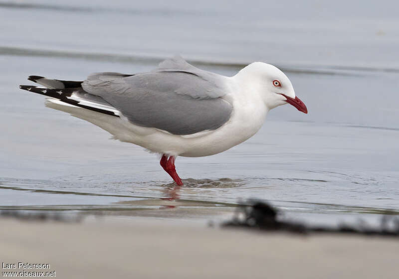 Mouette argentéeadulte, pêche/chasse