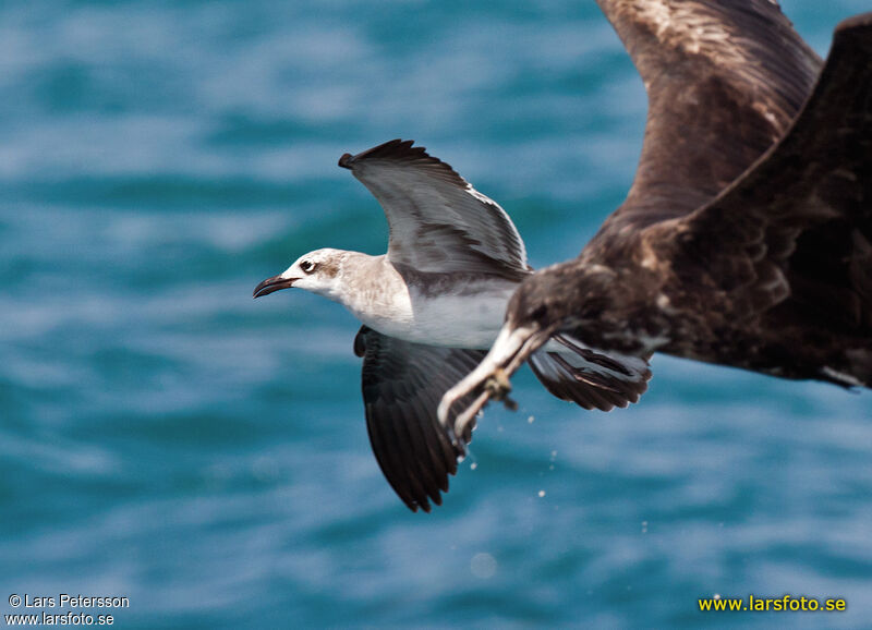 Mouette atricille