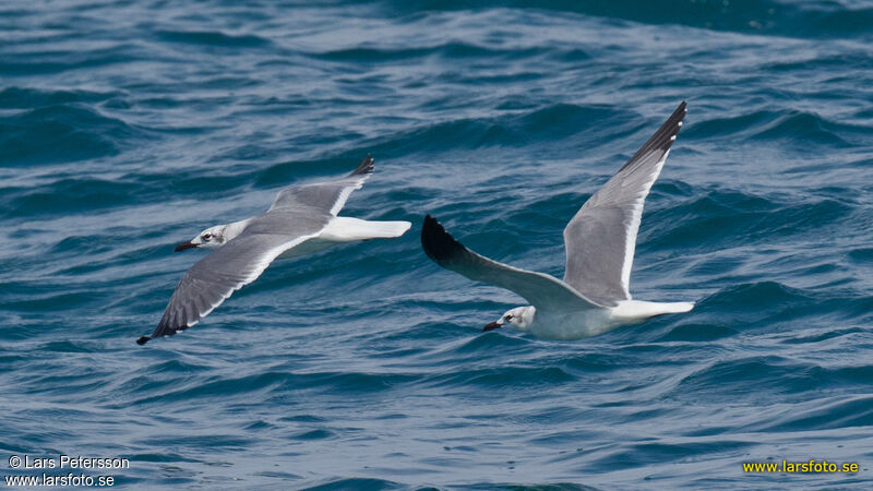 Laughing Gull