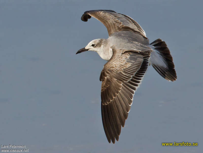 Mouette atricille1ère année, pigmentation, Vol