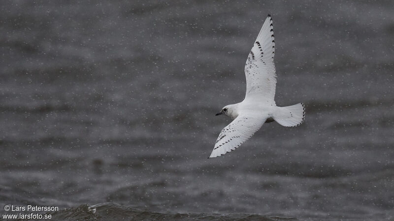 Mouette blanche