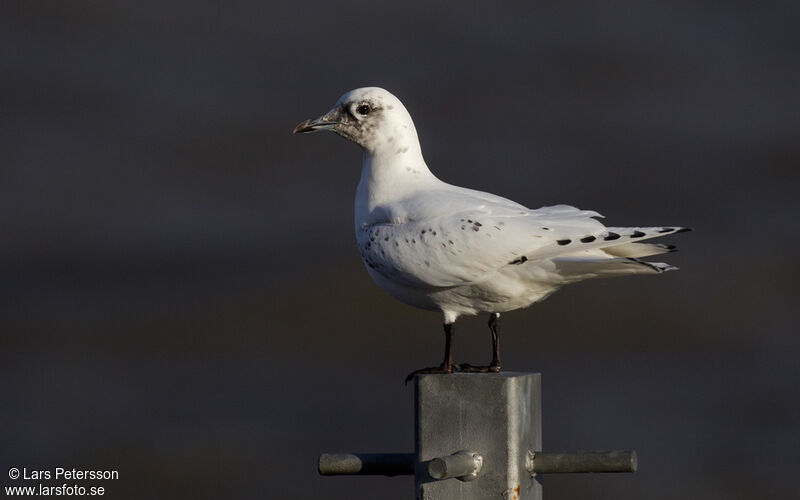 Mouette blanche