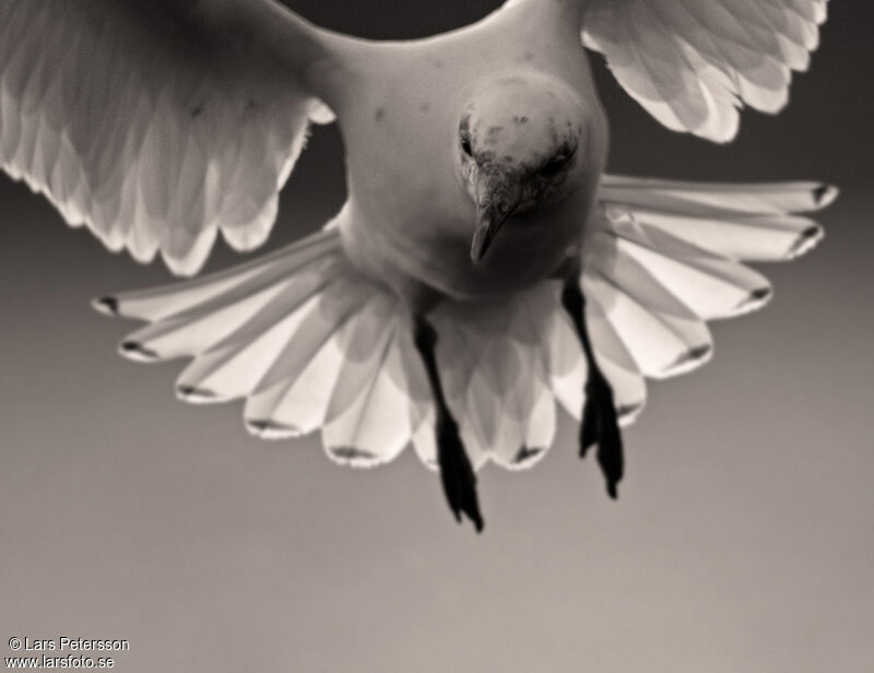 Mouette blanche