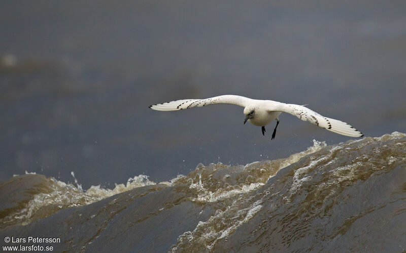 Mouette blanche