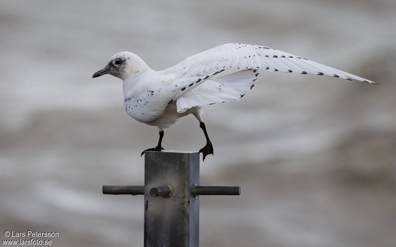 Mouette blanche