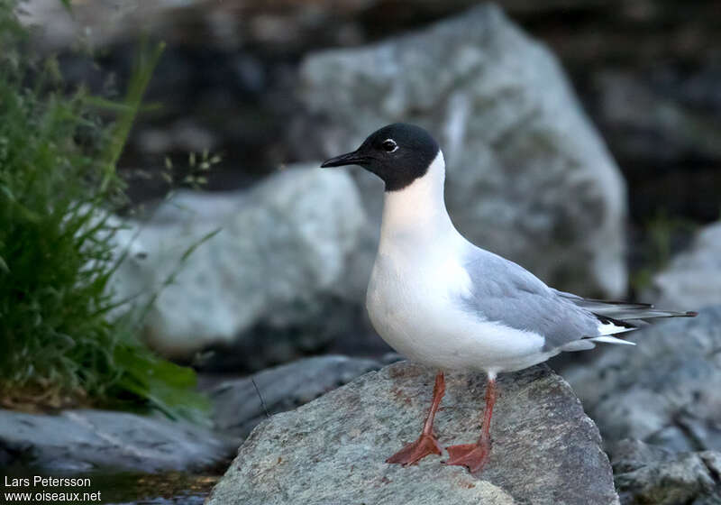 Mouette de Bonaparteadulte nuptial, portrait, pigmentation