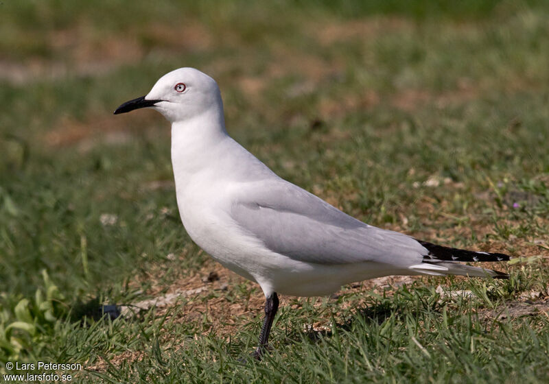 Mouette de Buller