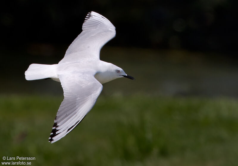 Black-billed Gull