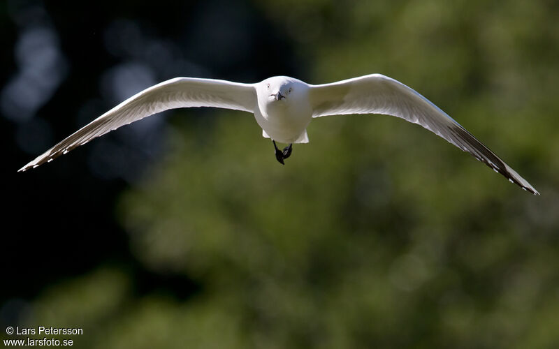 Mouette de Buller