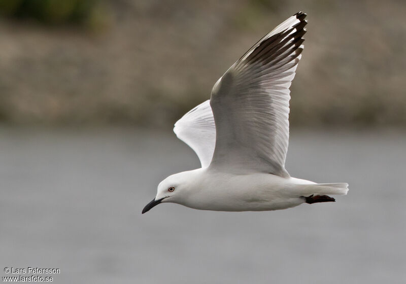 Mouette de Buller