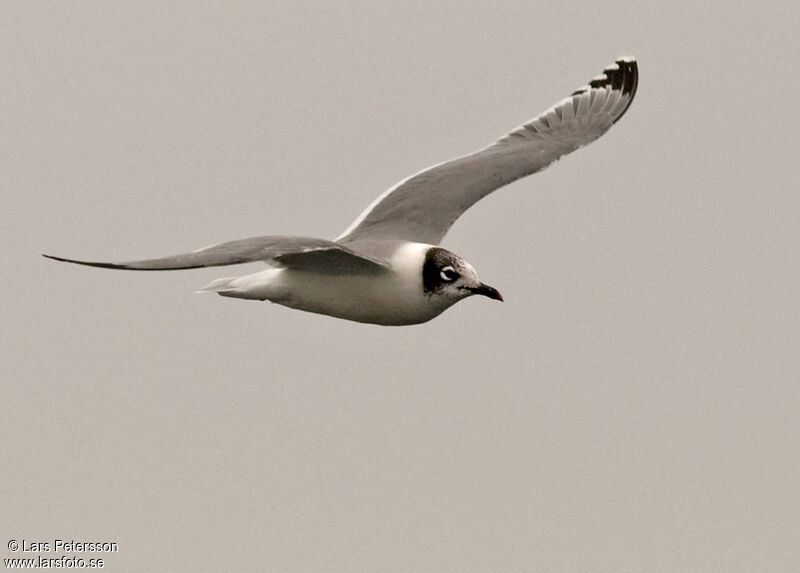 Mouette de Franklin