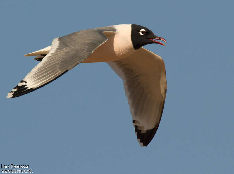 Mouette de Franklinadulte nuptial, pigmentation, Vol