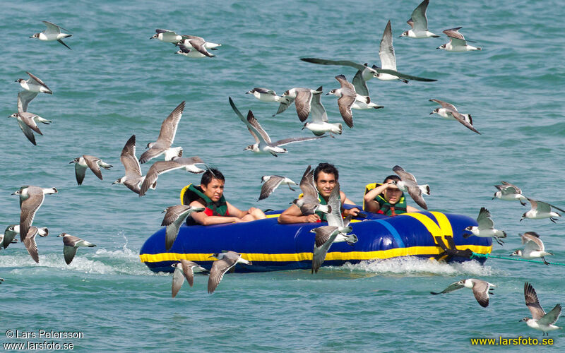 Mouette de Franklin