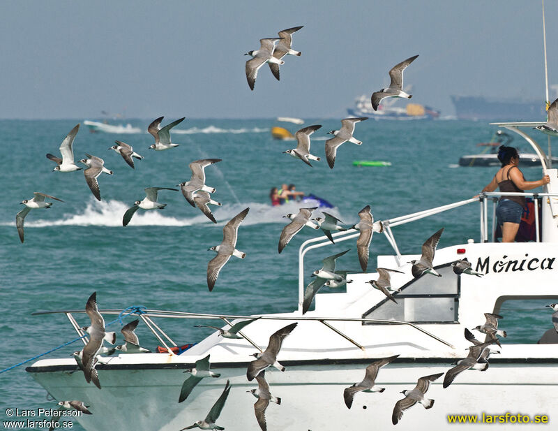 Mouette de Franklin