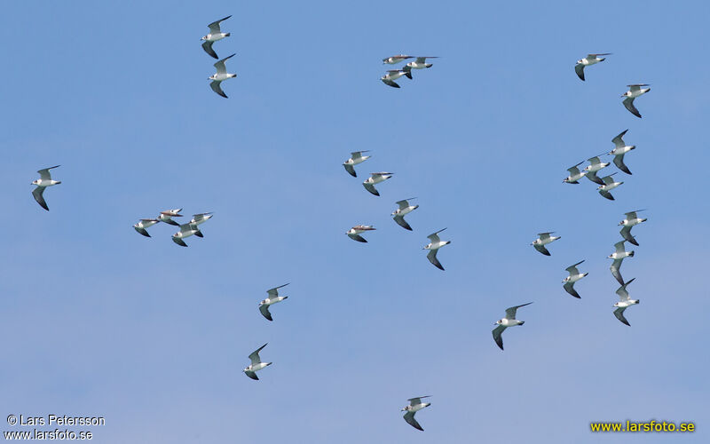 Mouette de Franklin