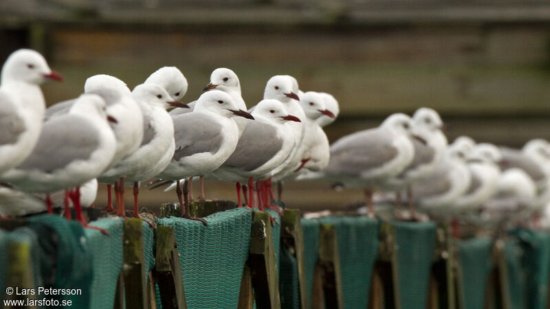 Mouette de Hartlaub