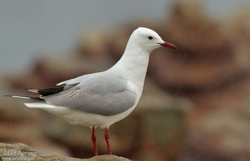 Hartlaub's Gull