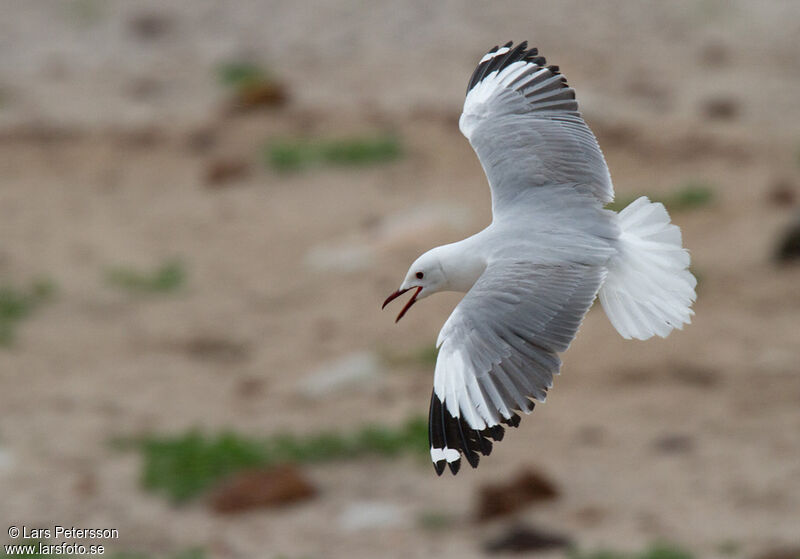 Hartlaub's Gull