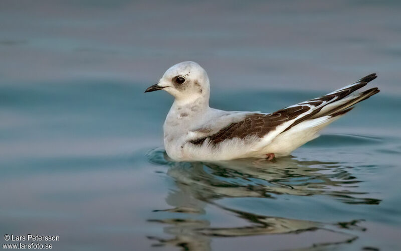 Mouette de Ross