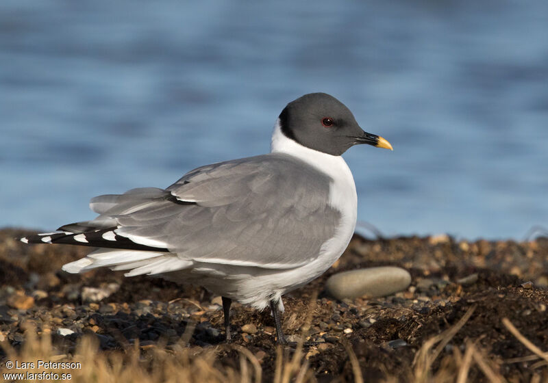 Mouette de Sabine