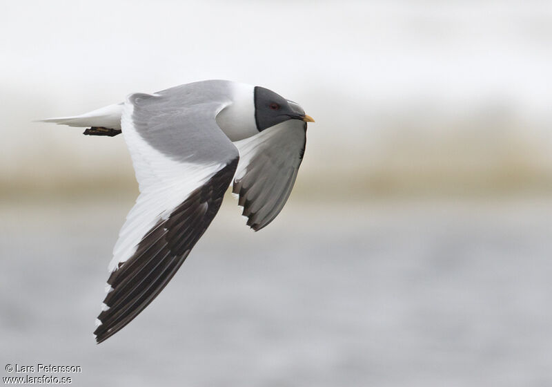 Mouette de Sabine