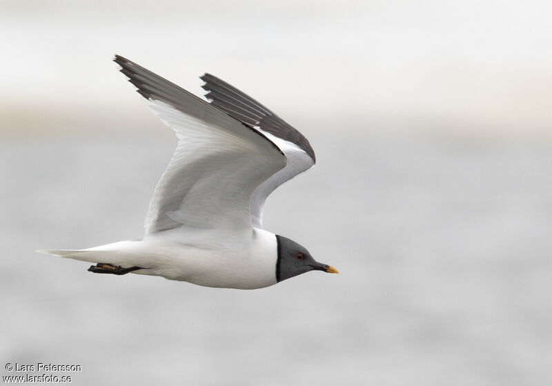 Mouette de Sabine