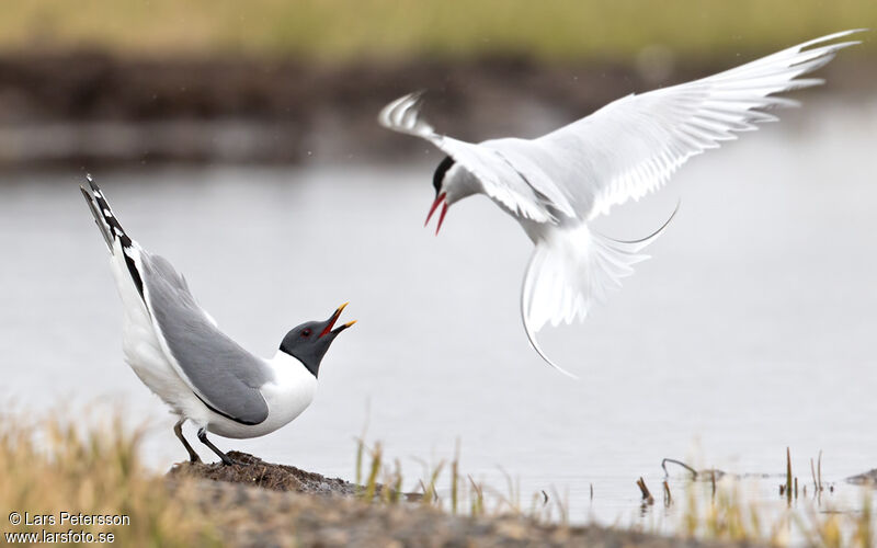 Sabine's Gull