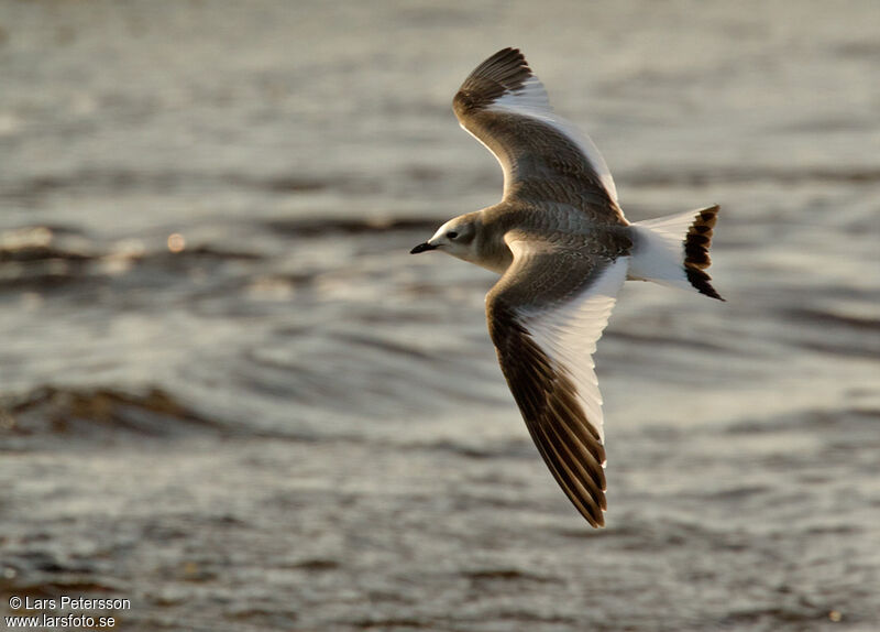 Mouette de Sabine